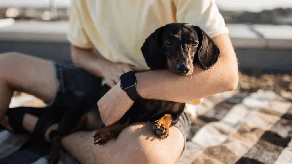 A dog sitting on a man’s lap.