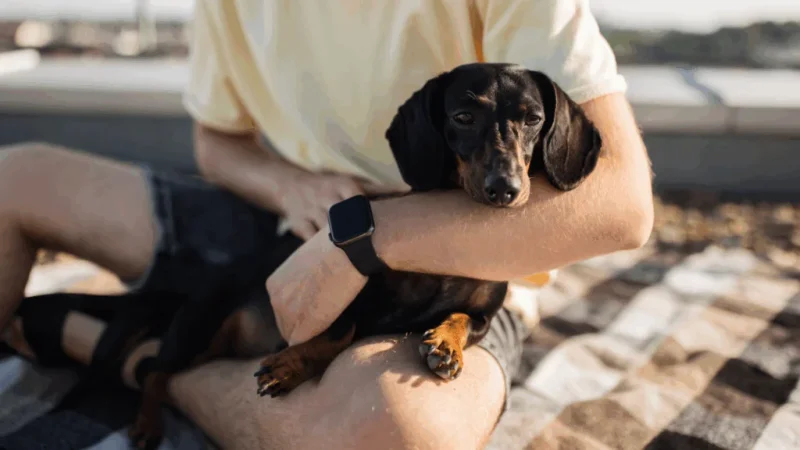A dog sitting on a man’s lap.