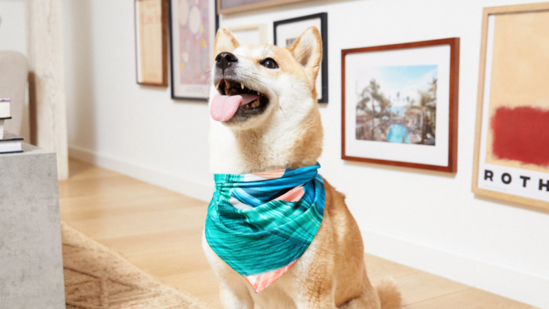 A dog wearing a colorful dog bandana sits in a room with art on the walls.