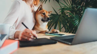 13 Fun and profitable pet business ideas to try in 2026