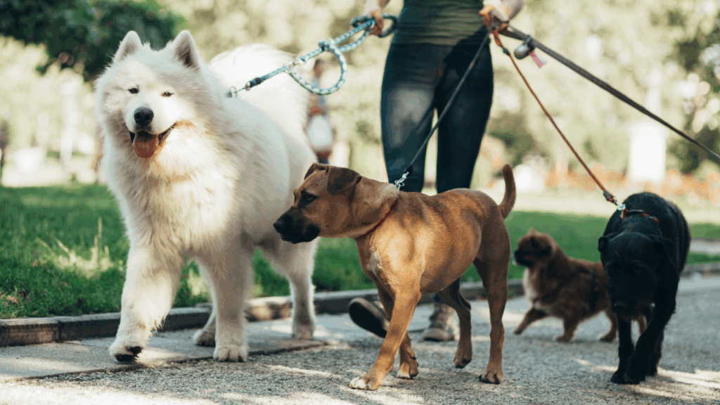 A woman walks three dogs on leashes.