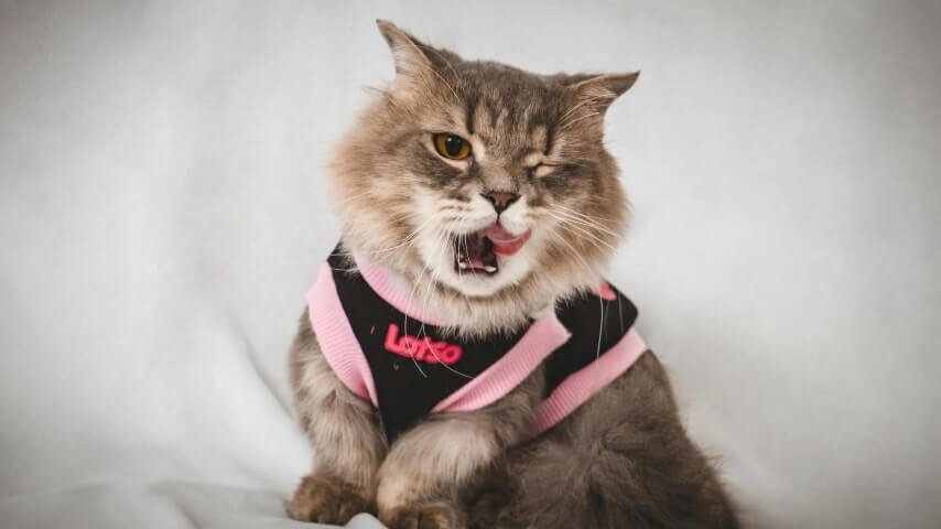 A cat wearing a custom pet sweatshirt.