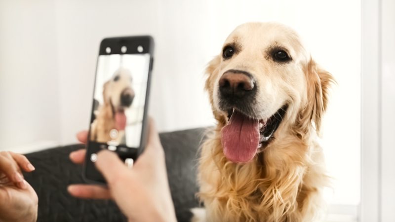 A person is taking a picture of a Golden Retriever using a smartphone.