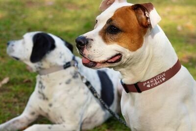 Personalized dog collars