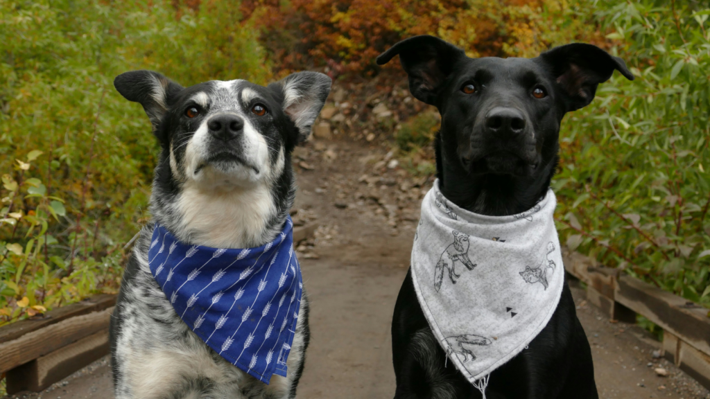 Two dogs looking forward, wearing custom pet bandanas.