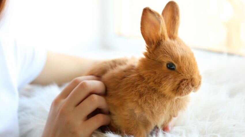 Person looking after a light brown bunny.