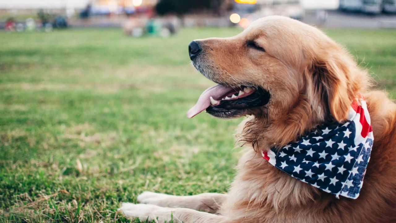 The 9 best print-on-demand pet products to sell in 2026