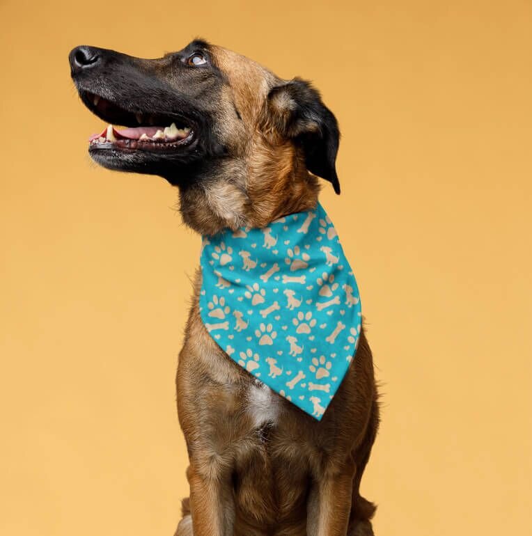 Personalized Dog Collars 30