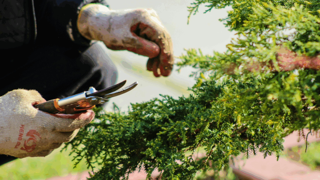 A gardener is working on a tree.