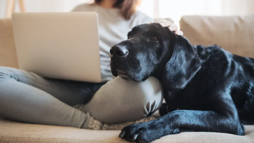 A woman sits comfortably on a couch, enjoying the company of the black dog she is pet-sitting, showcasing a moment of companionship.
