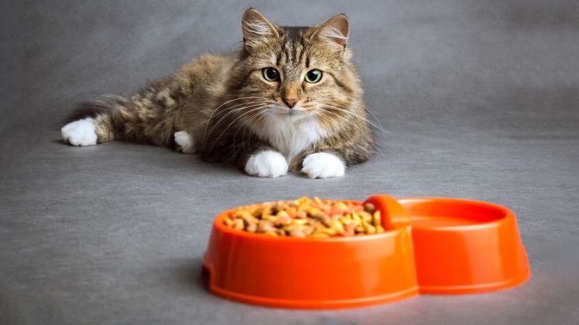 Fluffy cat looking at a red bowl of kibble.