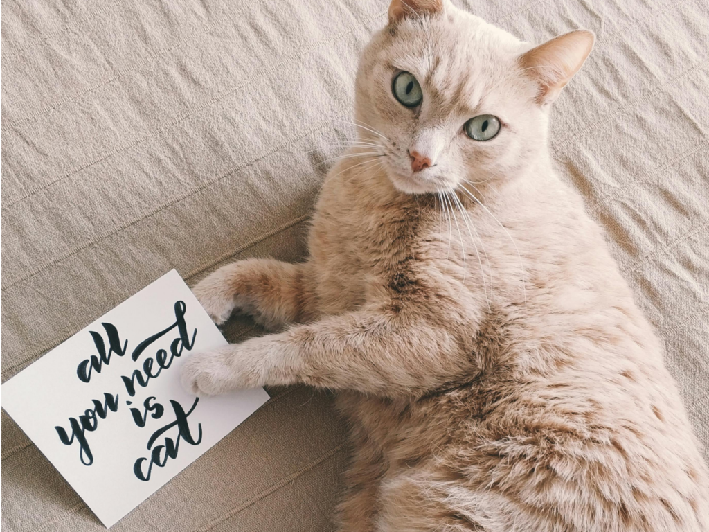 A cat resting on a bed beside a postcard that reads, "All you need is love," conveying a message of warmth and affection.