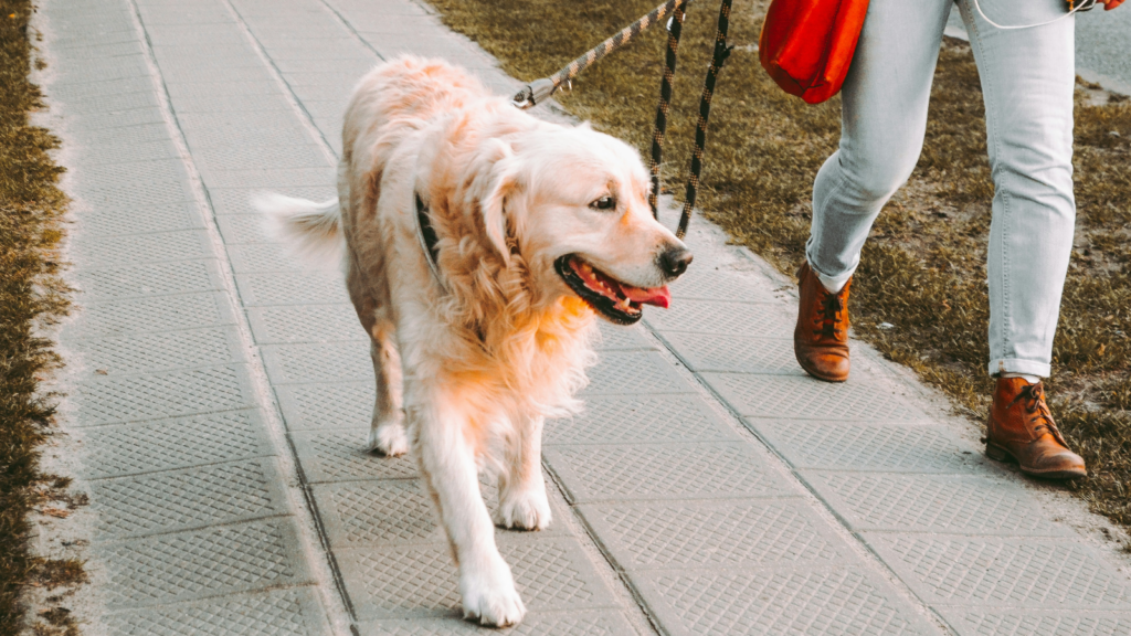 A person walking a dog during the day.