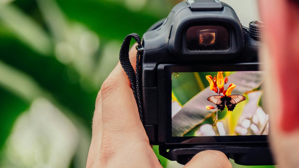 A person holding a photo camera and taking a picture of a butterfly.