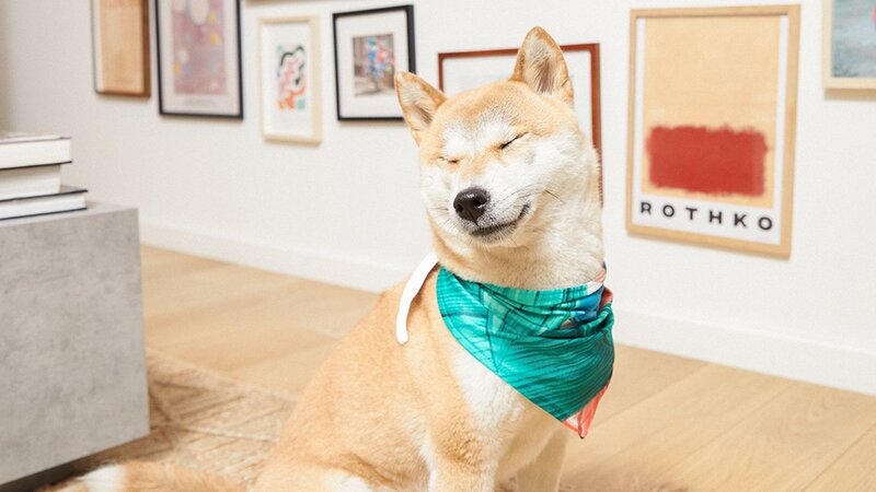 A Shiba Inu dog wearing a green bandana, sitting in an art-filled room with a relaxed expression.