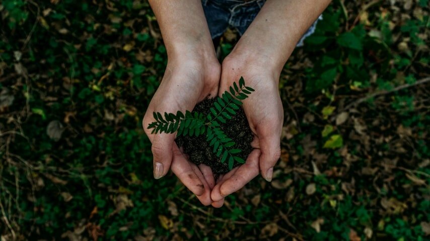 Two hands holding some greenery.