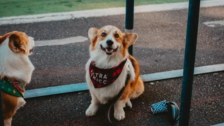 Dropshipping pet products: Your guide for 2026