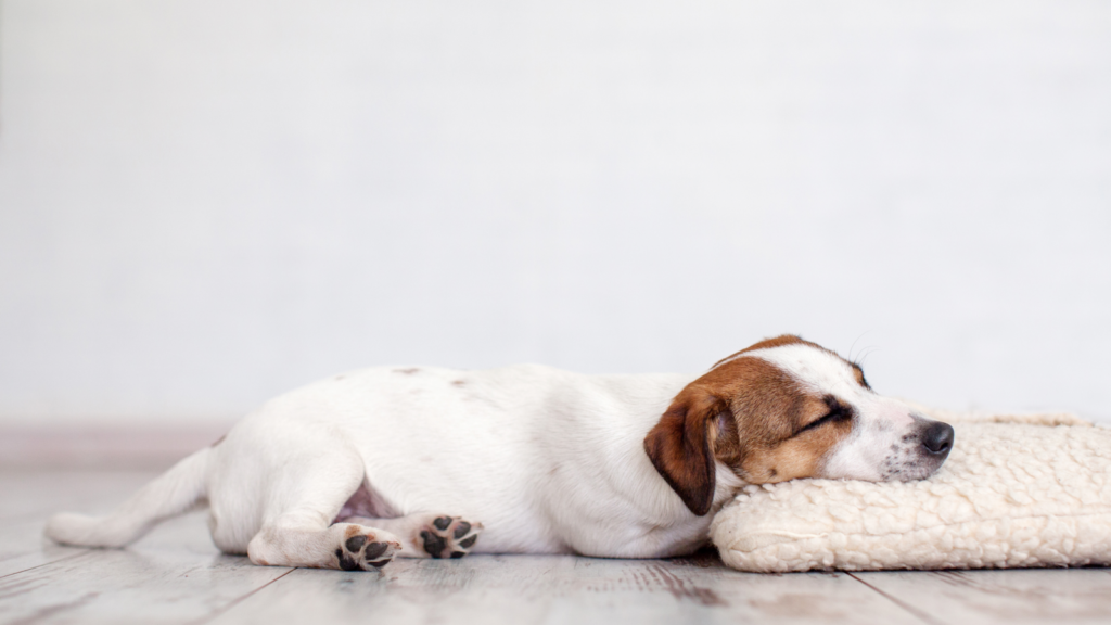 A dog sleeping on the floor with its head on a dog bed.