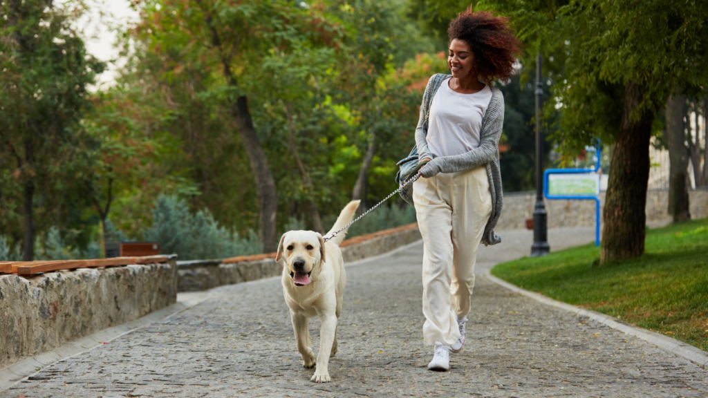 A woman leads her dog on a leisurely walk down a tree-lined path.