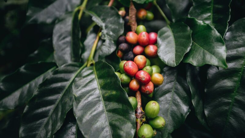 Clusters of red, green, and ripening coffee cherries grow among glossy dark green leaves on a coffee plant.