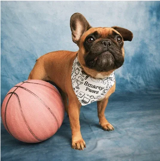 French bulldog with a basketball