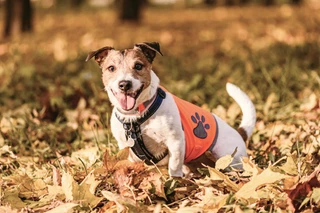 Unpacking the data behind the custom pet merchandise boom