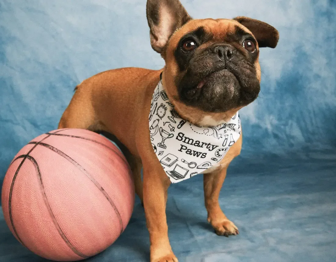 Personalized custom dog bandanas