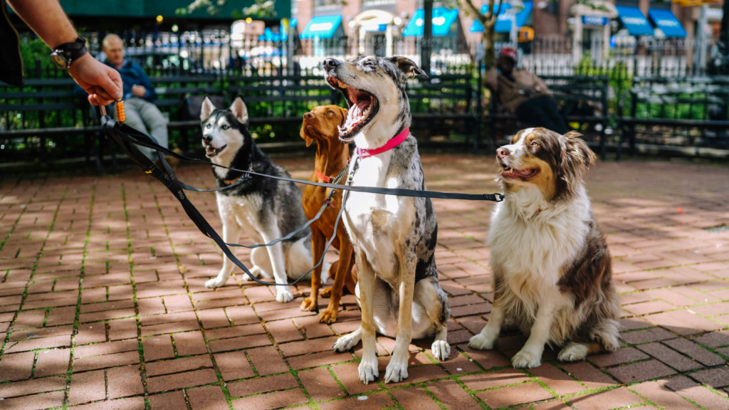 A group of dogs looking at their pet sitter while being on a leash.