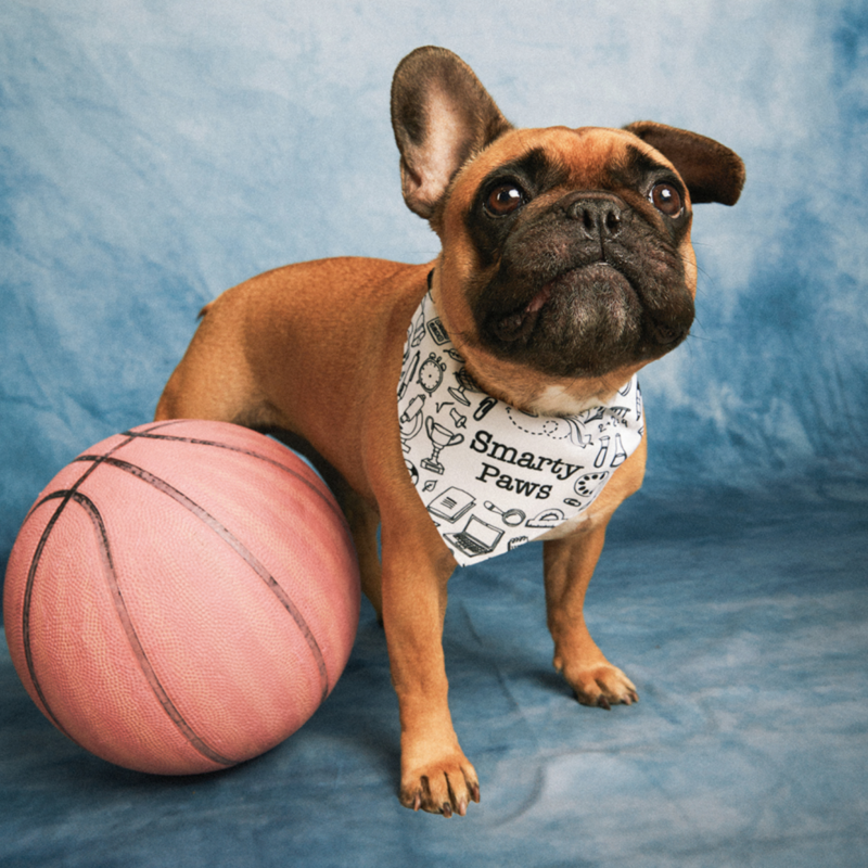 A dog wearing a custom pet bandana with a basketball next to it on a blue background.