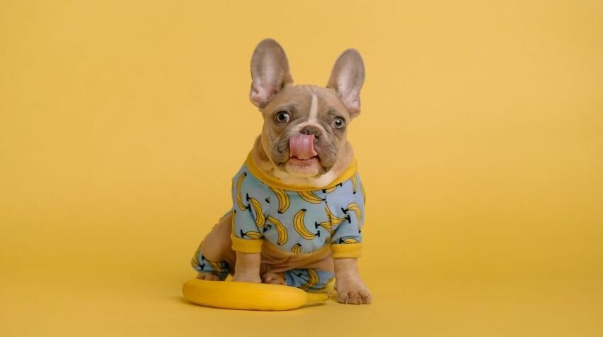 French Bulldog wearing a light blue dog hoodie with a yellow banana pattern print.