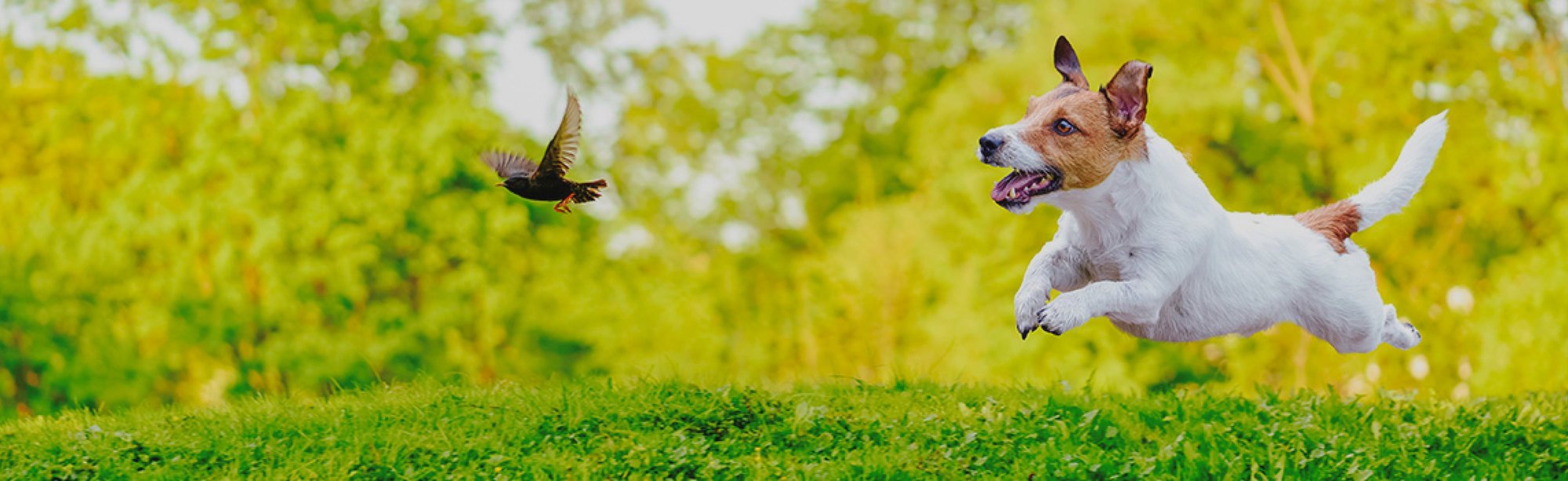 Pet and Bird