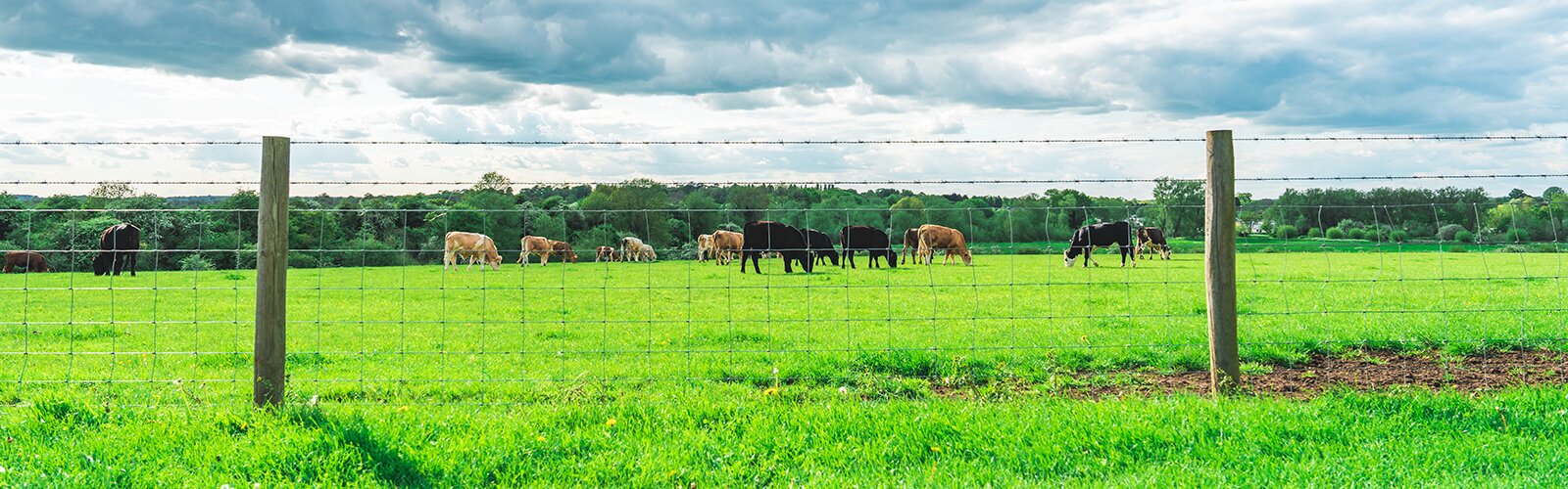 Summer Landscape in Ouse Valley Park, UK