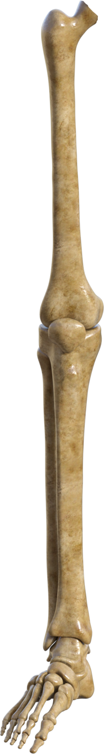 Skeleton Right Leg