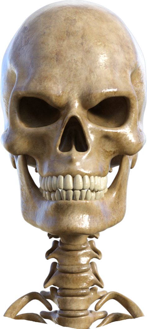 Skeleton Head