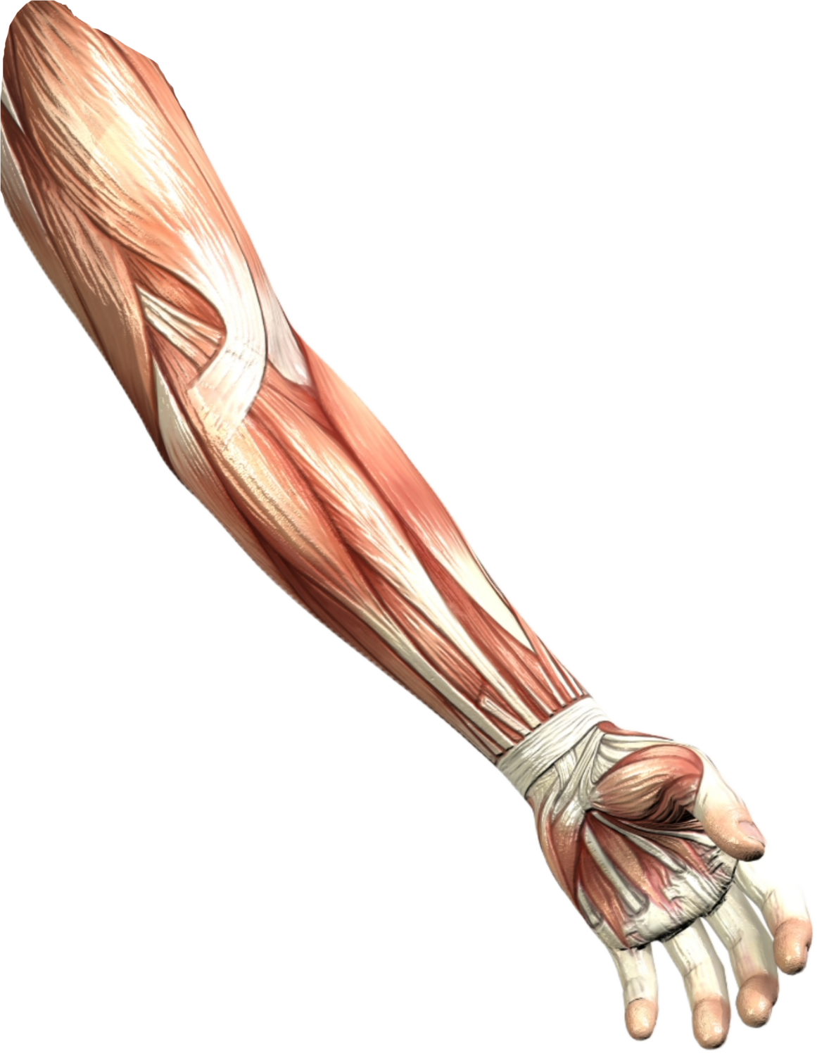 Flesh Left Arm