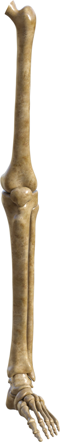 Skeleton Left Leg