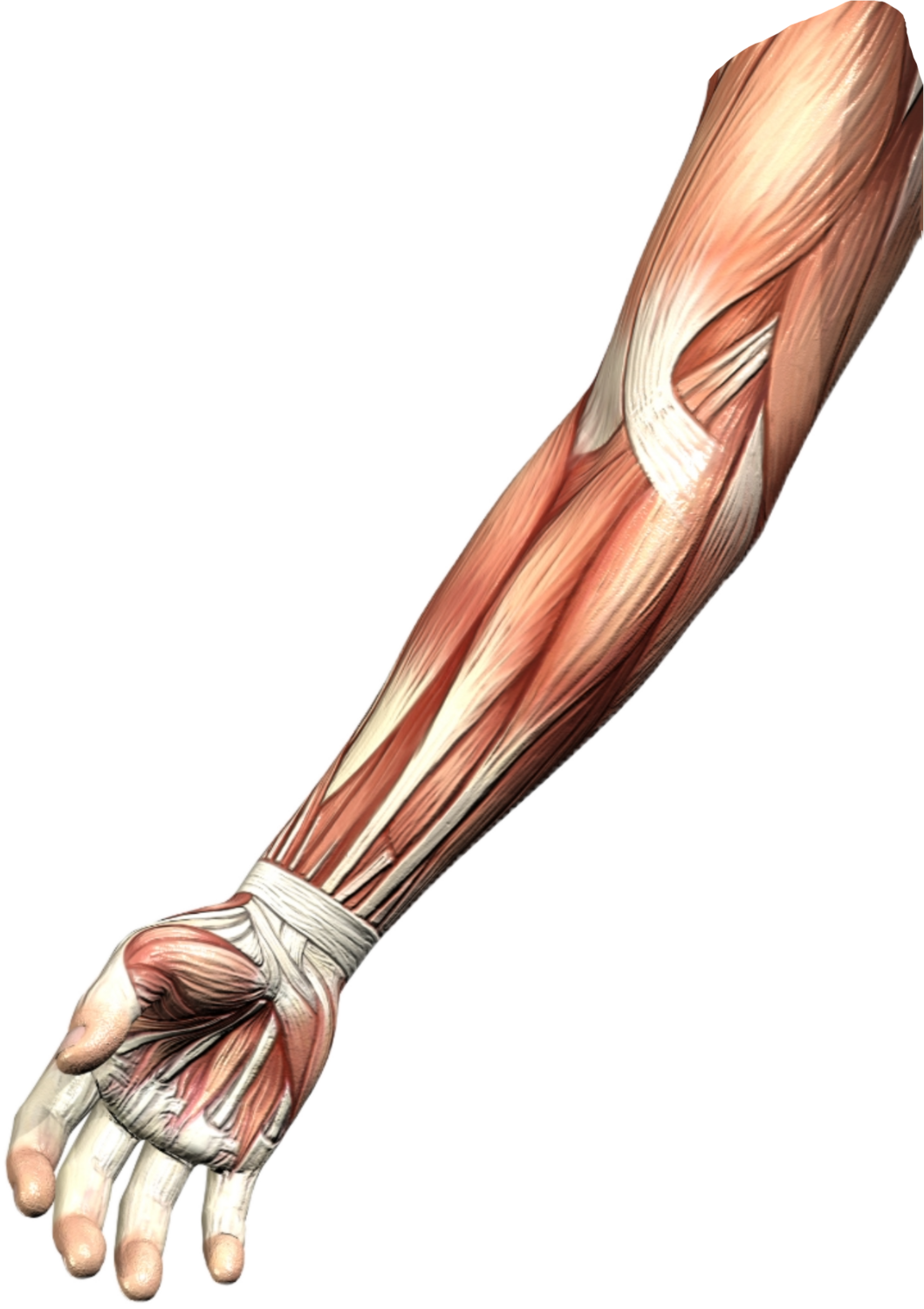 Flesh Right Arm