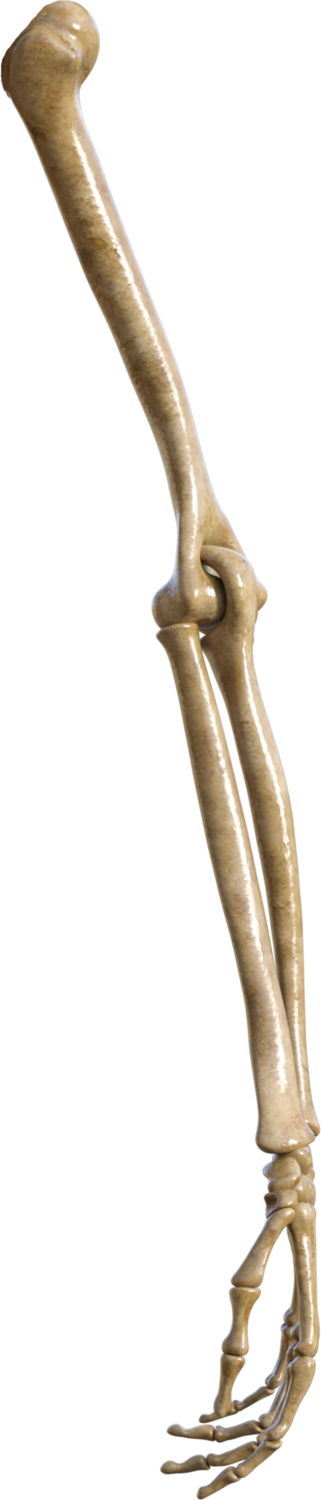 Skeleton Left Arm
