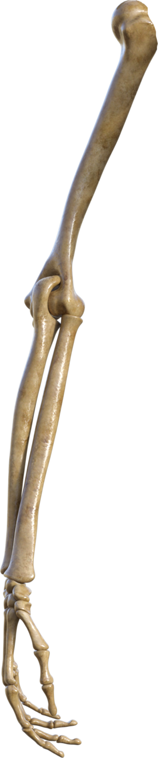Skeleton Right Arm