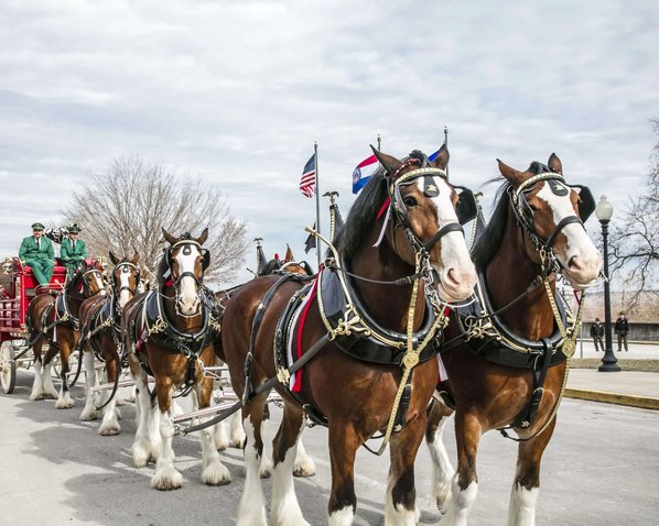 Clydesdales