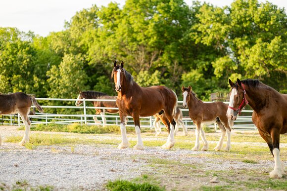Clydesdales