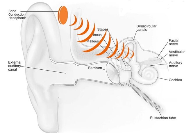 bone conduction driver diagram 