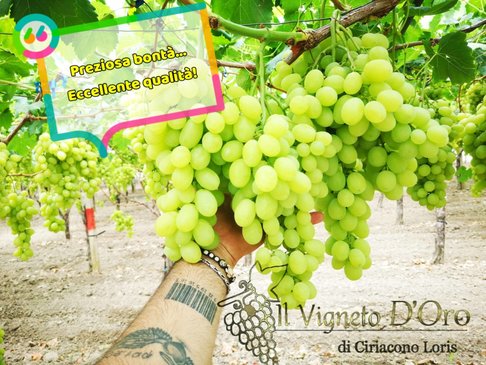 uva da tavola
