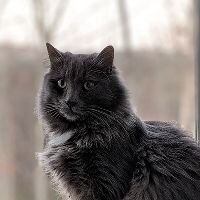Original photo of a fluffy gray cat sitting by a window, used as the starting image for AI pet portrait generation.
