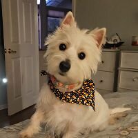 Original snapshot of a white West Highland Terrier sitting indoors, wearing a patterned bandana—reference image for AI pet transformations.