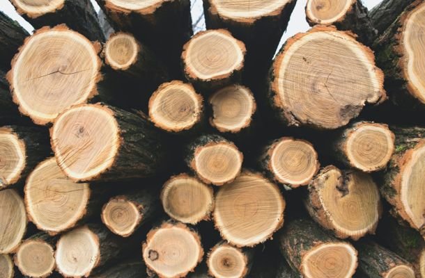 FSC timber logs