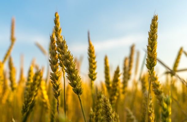 Organic wheat field