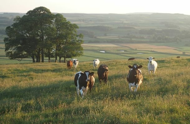 Happy cows