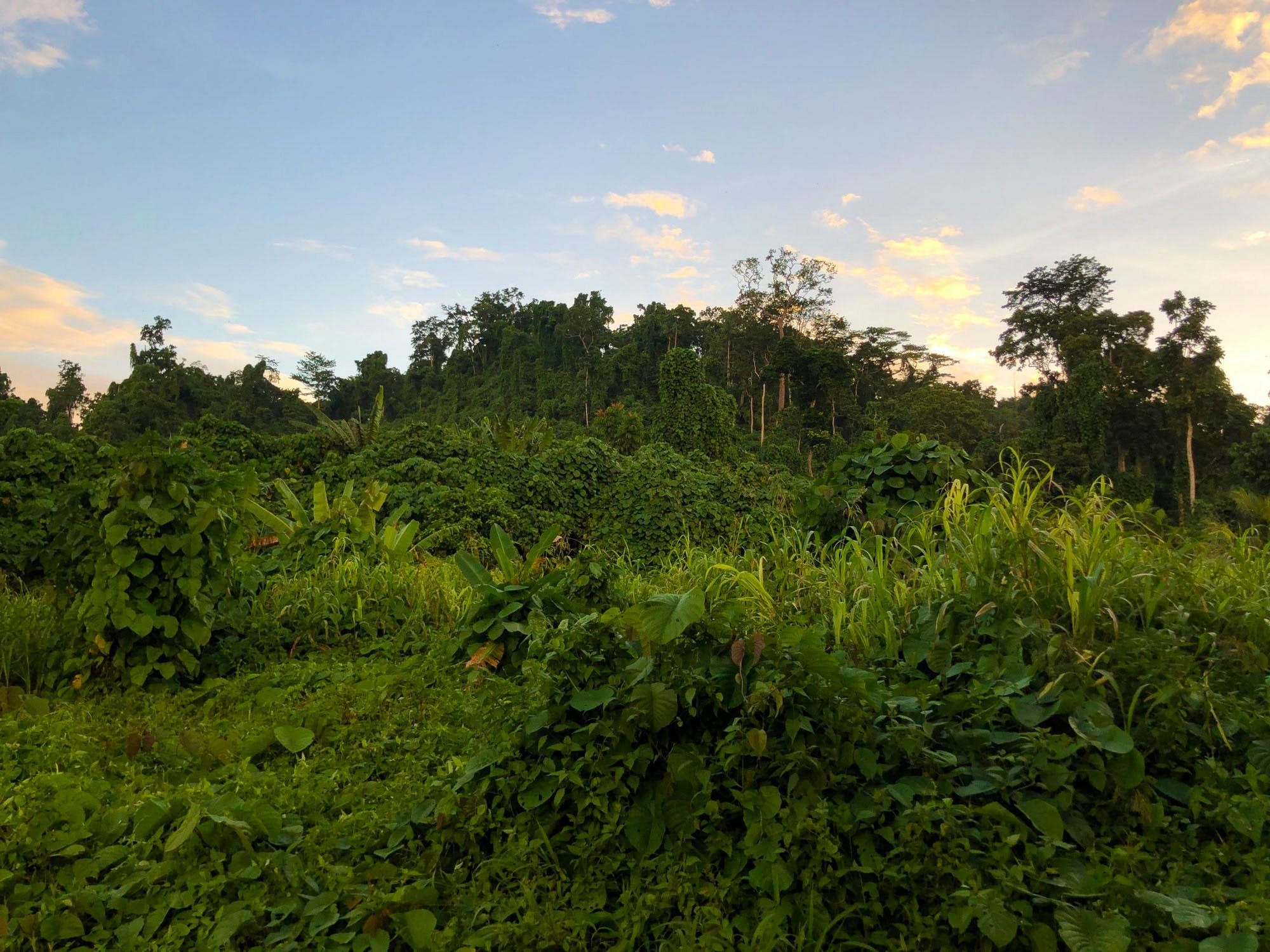 Papua new Guinea forest