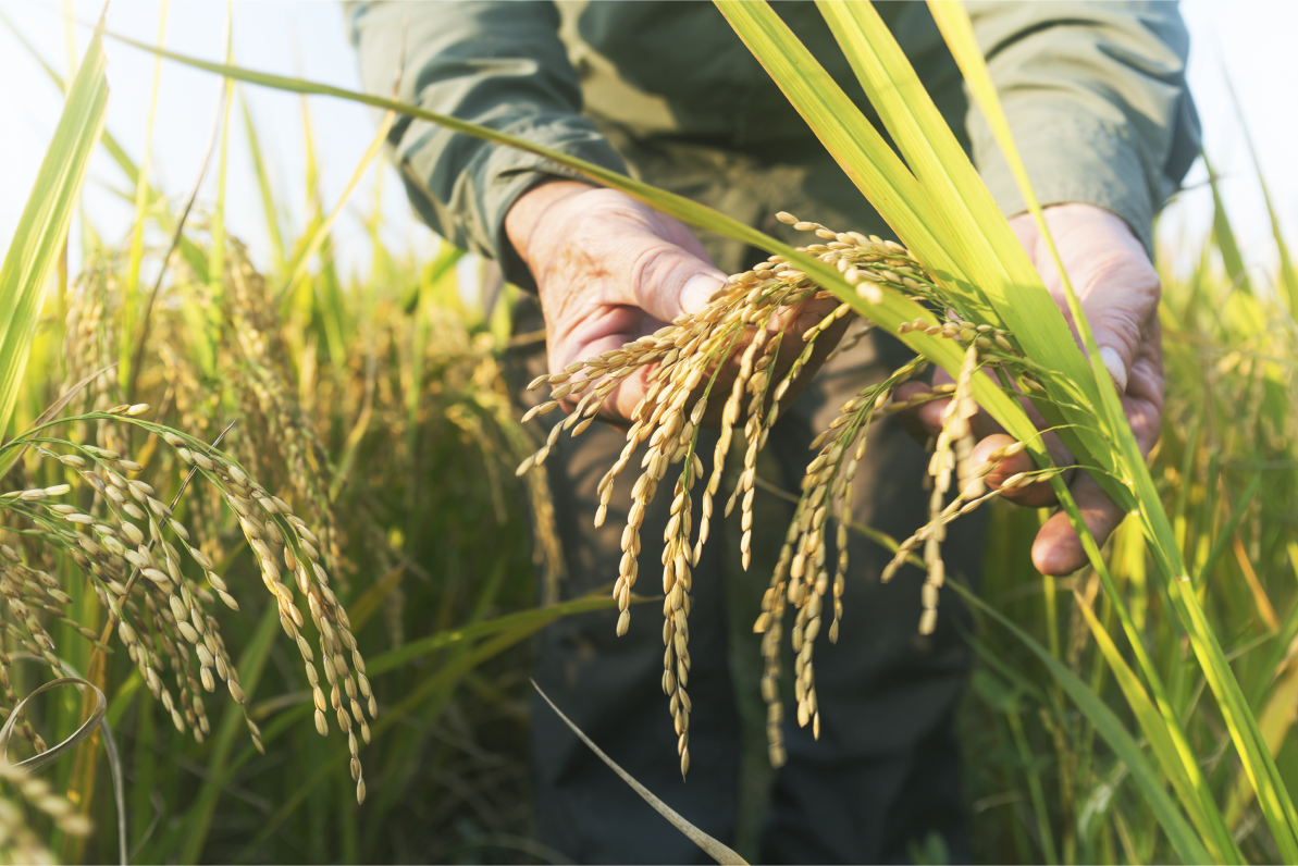 ¿Cuál es la importancia del agua en la producción de alimentos? &#187; Rotoplas Agroindustria